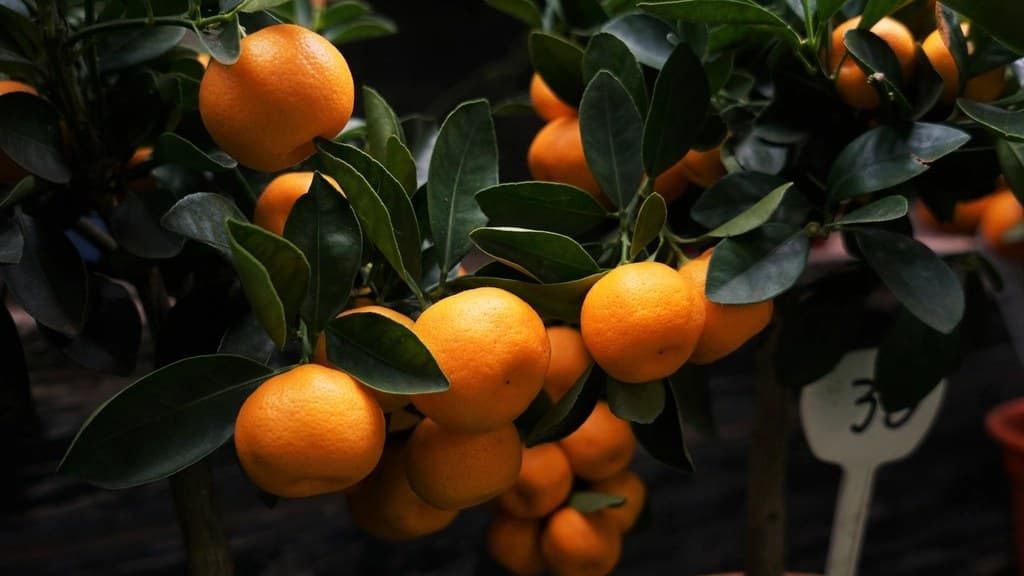 AI Is Fertilizer. Now We Have to Learn to Prune. 🌳